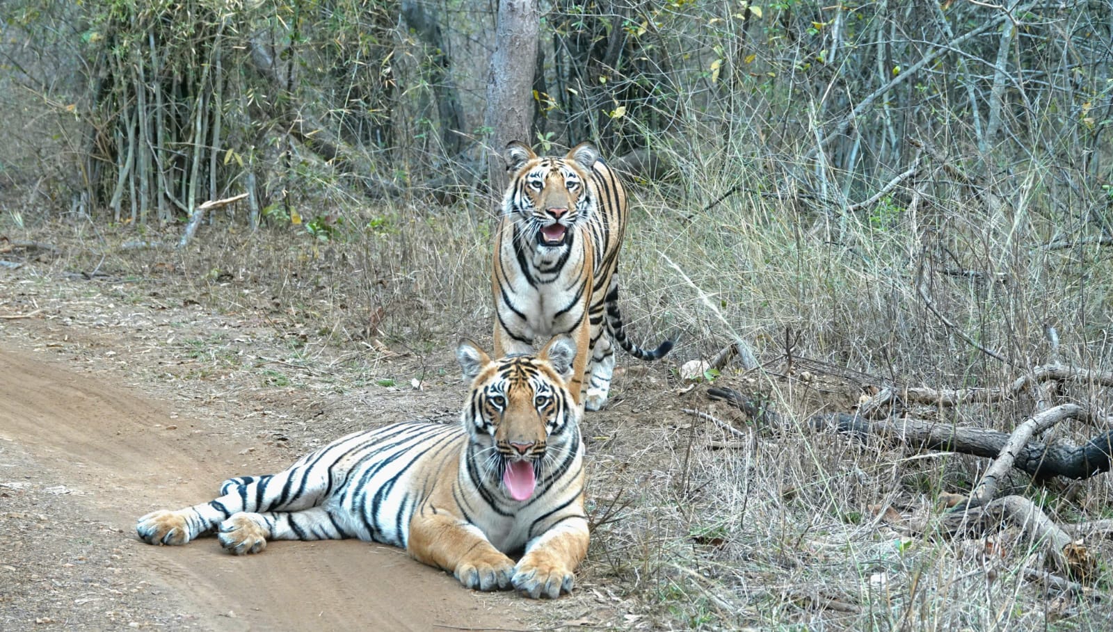 Manas National Park registers a substantial increase in tiger population